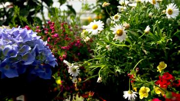 Bild: NDR Verschiedene Blumen in einem Gartenmarkt