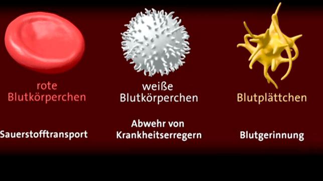 Bild: SWR Blutzellen grafisch dargestellt