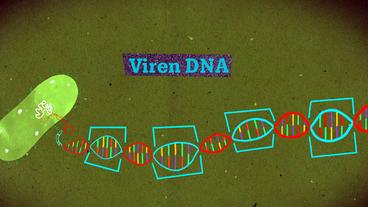 Bild: WDR In der CRISPR-Sequenz der Bakterien-DNA wird DNA von Viren aufbewahrt.