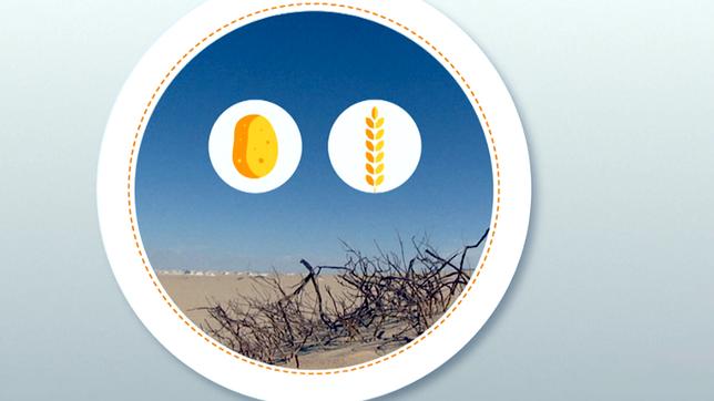 Bild: WDR Über einer Dürrelandschaft befinden sich als Grafiken eine Ähre und ein Stück Brot.