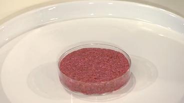 Fleisch zu einer Frikadelle geformt in einer Plastikschale