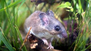 Bild: SWR Weißfußmaus in Nahaufnahme