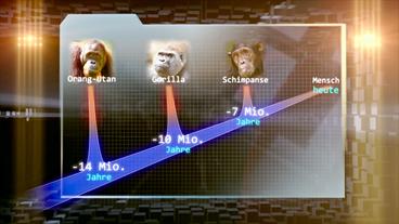 Bilder von Orang-Utan, Gorilla und Schimpanse auf einer Zeitachse.