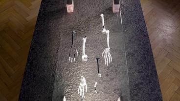 Fossilien und Repliken eines Skelettes liegen auf einem Tisch.
