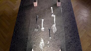 Bild: BR Fossilien und Repliken eines Skelettes liegen auf einem Tisch.
