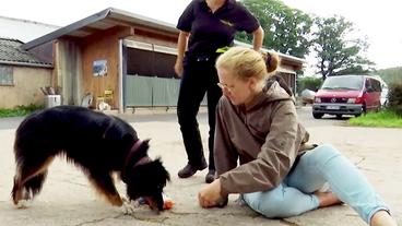 Bild: HR Igelsuchhund Fine beim Training.