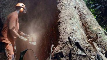 Waldarbeiter sägt mit Kettensäge in riesigen Baumstamm