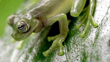 Tropischer Frosch sitzt auf einem Blatt