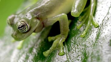 Bild: WDR Tropischer Frosch sitzt auf einem Blatt