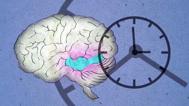 Grafik eines Gehirns mit stilisierter Uhr