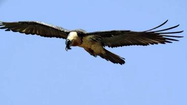 Bild: HR Geier am Himmel