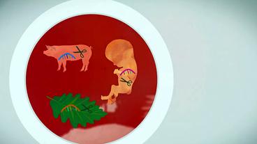 Bild: WDR Grafik: Genschere CRISPR/Cas9 in verschiedenen Zellen.