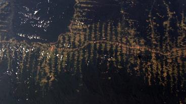 Bild: ESA Waldgebiet; von einer Achse aus gehen viele Schneisen ab.