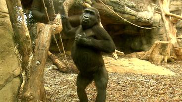 Bild: SWR-Eigendreh Aufrecht stehendes Gorilla-Mädchen