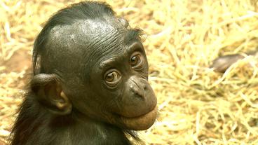 Bild: SWR-Eigendreh "Bonobo-Kind" mit lichtem Haar