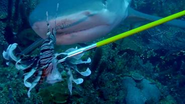 Bild: BR Hai frisst Rotfeuerfisch