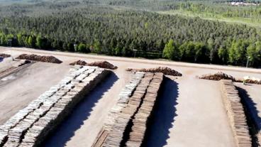 Holzstapel mit Urwaldholz aus nordeuropäischem Nadelwald.