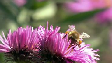 Hummel trinkt Nektar