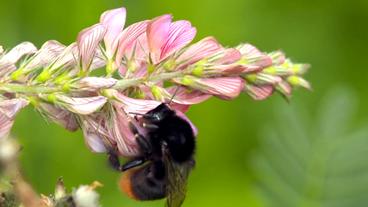 Hummel an einer Blüte