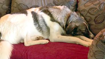 Bild: Neue Artfilm Ein Hund liegt entspannt auf einem Sofa