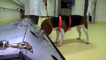 Hund erschnüffelt in einer Testanlage Corona-Proben