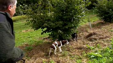 Bild: hr Hunde in der Trüffel-Plantage