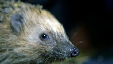 Bild: HR Igel in Nahaufnahme