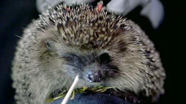 Bild: HR Bei einem Igel wird eine Speichelprobe genommen