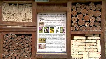 Bild: SWR Großes Insektenhotel mit einer Infotafel über Wildbienen