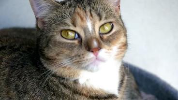Bild: NDR Katze
