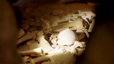 Bild: WDR Knochen im Nachbau der Lichtensteinhöhle HöhlenErlebnisZentrum