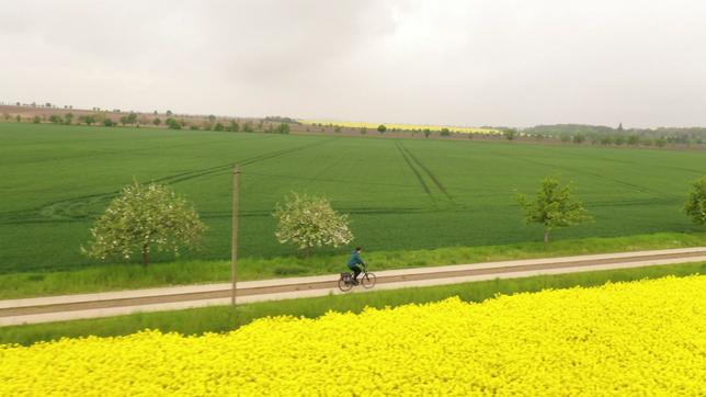 Fahrradfahrer zwischen Feldern mit Raps und Getreide.