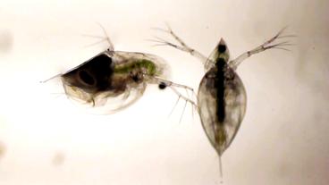 Bild: NDR Wasserflöhe unter einem Mikroskop