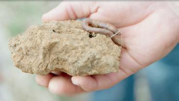 Bild: WDR Klumpen Erde mit Regenwurm in der Hand einer Person