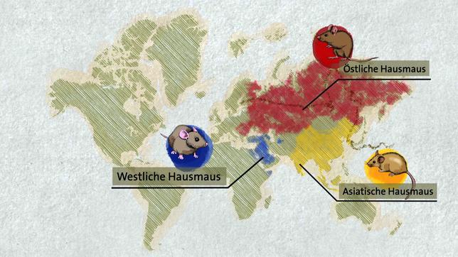 Grafik zur Verbreitung der Hausmaus.