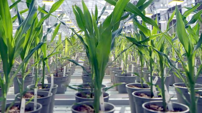 In vollautomatischen Gewächshäusern wachsen neue Maissorten heran