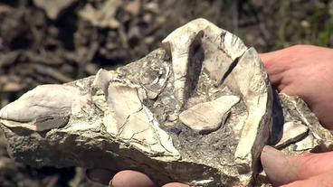 Bild: BR Megalodonten