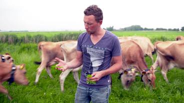 Ein Mann steht mit Kräutern in der Hand auf einer Wiese vor grasenden Kühen.