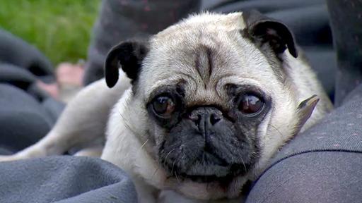 Qualzucht Bei Hunden W Wie Wissen Ard Das Erste