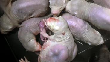 Bild: SWR Die Nacktmullkönigin bringt im Labor Nachwuchs zur Welt
