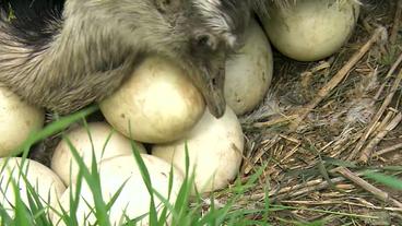 Bild: NDR Nandu mit Eiern in einem Nest