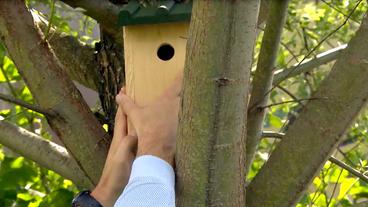 Bild: NDR Ein Nistkasten wird an einem Baum angebracht.