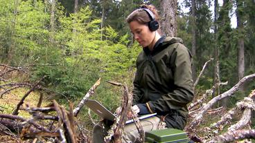 Taylor Shaw sitzt auf einem Baumstamm und erforscht den Klang des Waldes.