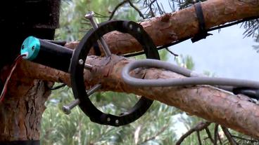 Bild: SWR Ein verkabelter Baum