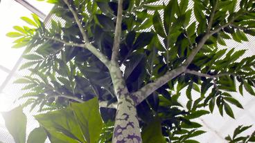 Ein Blatt, das aussieht wie ein Baum.