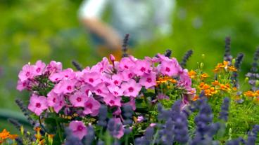 Phlox in einem Beet mit Tagetes und Lavendel