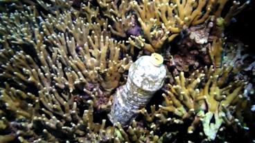 Bild: NDR Plastikflasche am Meeresgrund