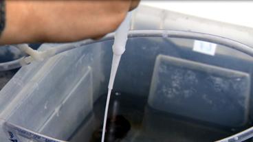 Bild: NDR Mikroplastik-Lösung für Miesmuscheln