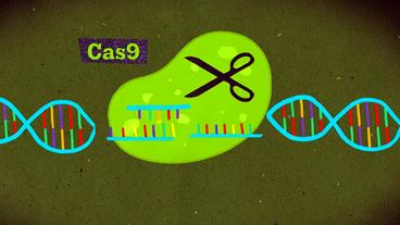 Grafik: Das Protein Cas9 zerschneidet Viren-DNA. 