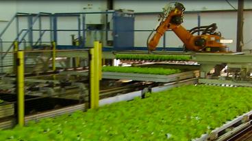 Bild: HR Ein Roboter topft Salatpflanzen um